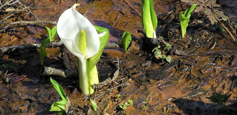 flower-mizubasyo.jpg