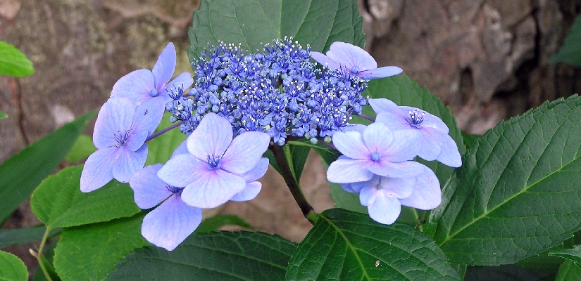 flower-gakuajisai.jpg