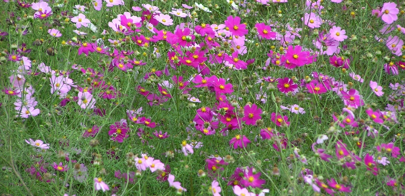 flower-cosumosu.jpg