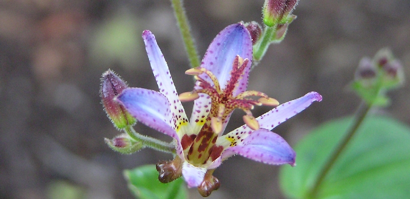 flower-hototogisu.jpg