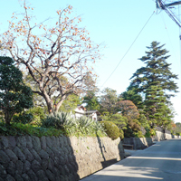 yamagata-kaminoyama-turuhagicho01.jpg