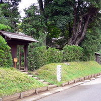 chiba-sakura-kaburagi01.jpg