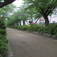 kanagawa-kamakura-wakamiyaohji01.jpg